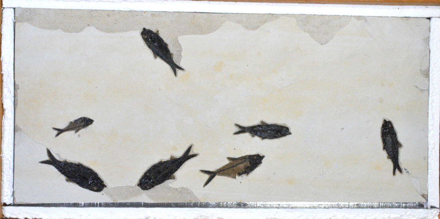Knightia, Diplomystus Fossil Fish, Green River Formation, Wyoming