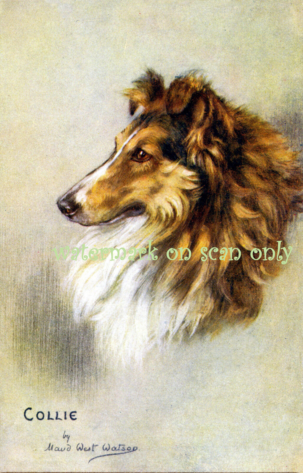 Vintage Art~Maud West Watson~Rough Coated Collie Dog Profile~ NEW Lge Note Cards
