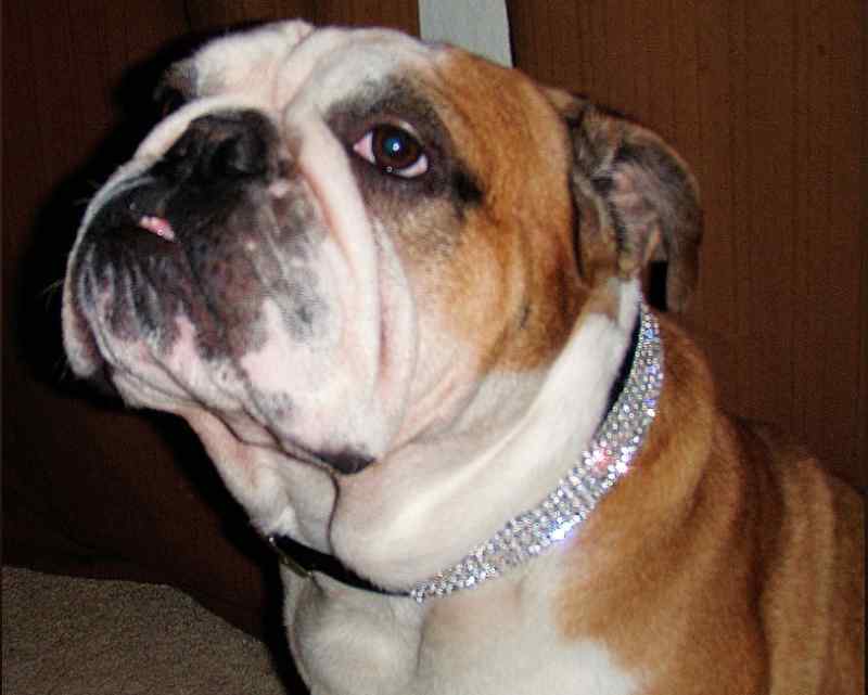 Black/Pink Swarovski Crystal Rhinestone Dog Collar Christmas Dog Gift 15-26\