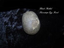 RARE TRICERATOPS (DINOSAUR)  BLACK EGG FOSSIL- QUINAULT INDIAN NATION, WA. STATE picture