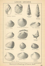 BRITISH FOSSILS. Lower Eocene - Woolwich & Reading, & Thanet Beds. STANFORD 1904 picture