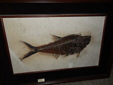 19 inch FRAMED Museum Quality Giant Diplomystus Fish Fossil Wyoming USA picture
