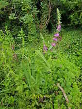 Photo 6x4 Purple loosestrife in damp ground, Lido Park, Droitwich  c2020 picture
