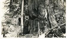 Postcard RPPC View of a 9 Foot Cedar in Western Washington.     aa6 picture