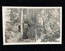 9 Foot Cedar Western Wash RPPC Postcard Ellis Unposted picture