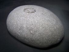 Large Dinosaur Egg Fossil - 5 lbs. Museum Quality. picture