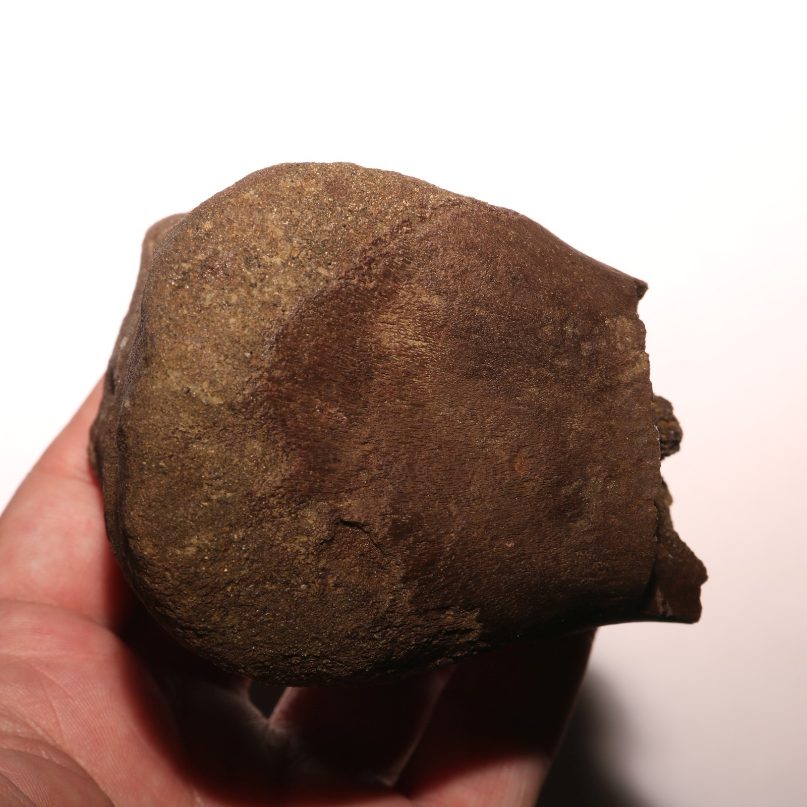 Huge Dinosaur End Bone Fossil - SUPER CLEAN - Hell Creek Formation - Cretaceous Huge Dinosaur End Bone Fossil - SUPER CLEAN - Hell Creek Formation - Cretaceous