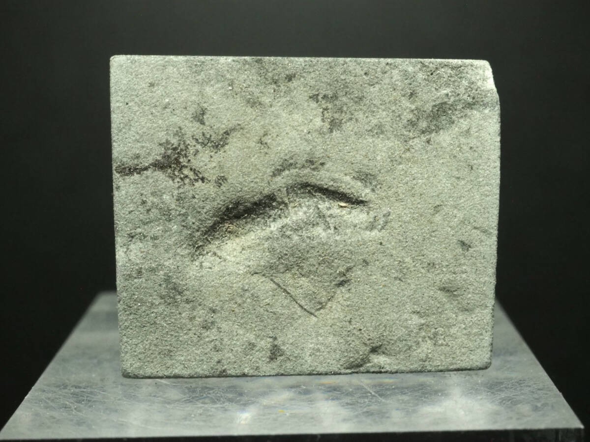 Old Kimberella Ediacaran biota Kimberella quadrata 8g Russia Arkhangelsk region
