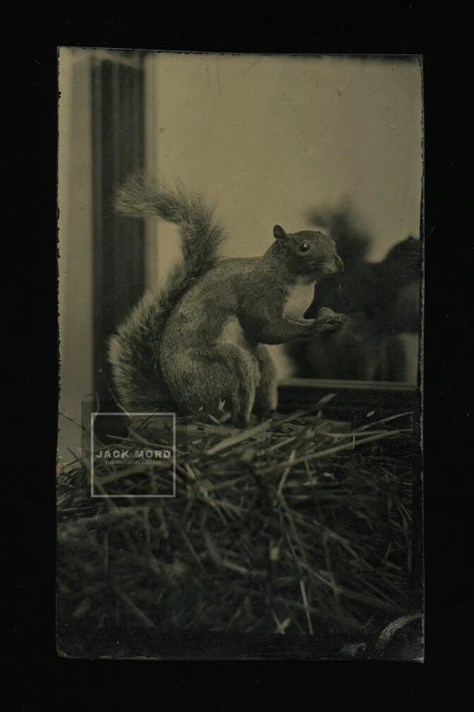 Amazing Tintype Photo SQUIRREL in Mirror 1870s Rare Unusual Animal Taxidermy Amazing Tintype Photo SQUIRREL in Mirror 1870s Rare Unusual Animal Taxidermy