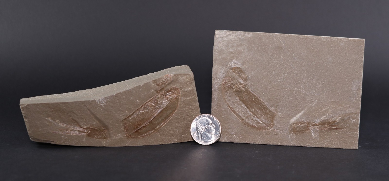 Dithyrocaris rolfei rare Positive-Negative Mississippian Montana MT COA 7151 Dithyrocaris rolfei rare Positive-Negative Mississippian Montana MT COA 7151