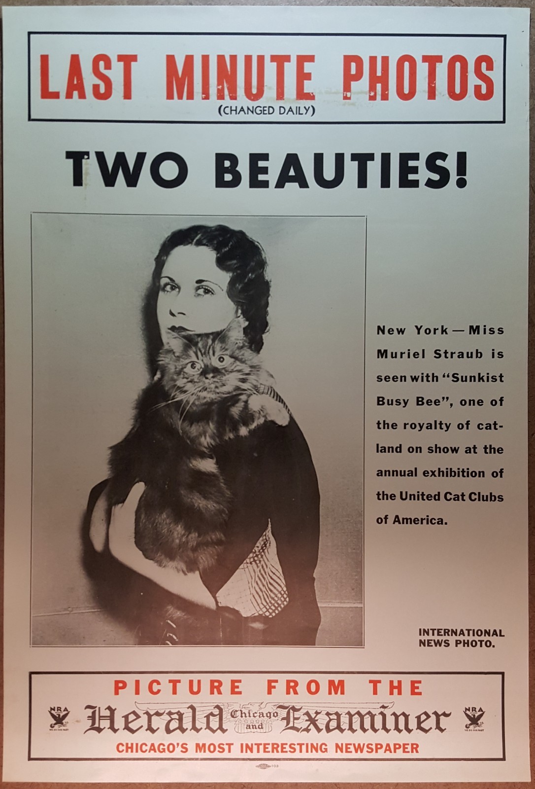 VINTAGE 1934 CHICAGO HERALD EXAMINER NEWSPAPER PHOTO POSTER CAT MAINE COON? NRA 