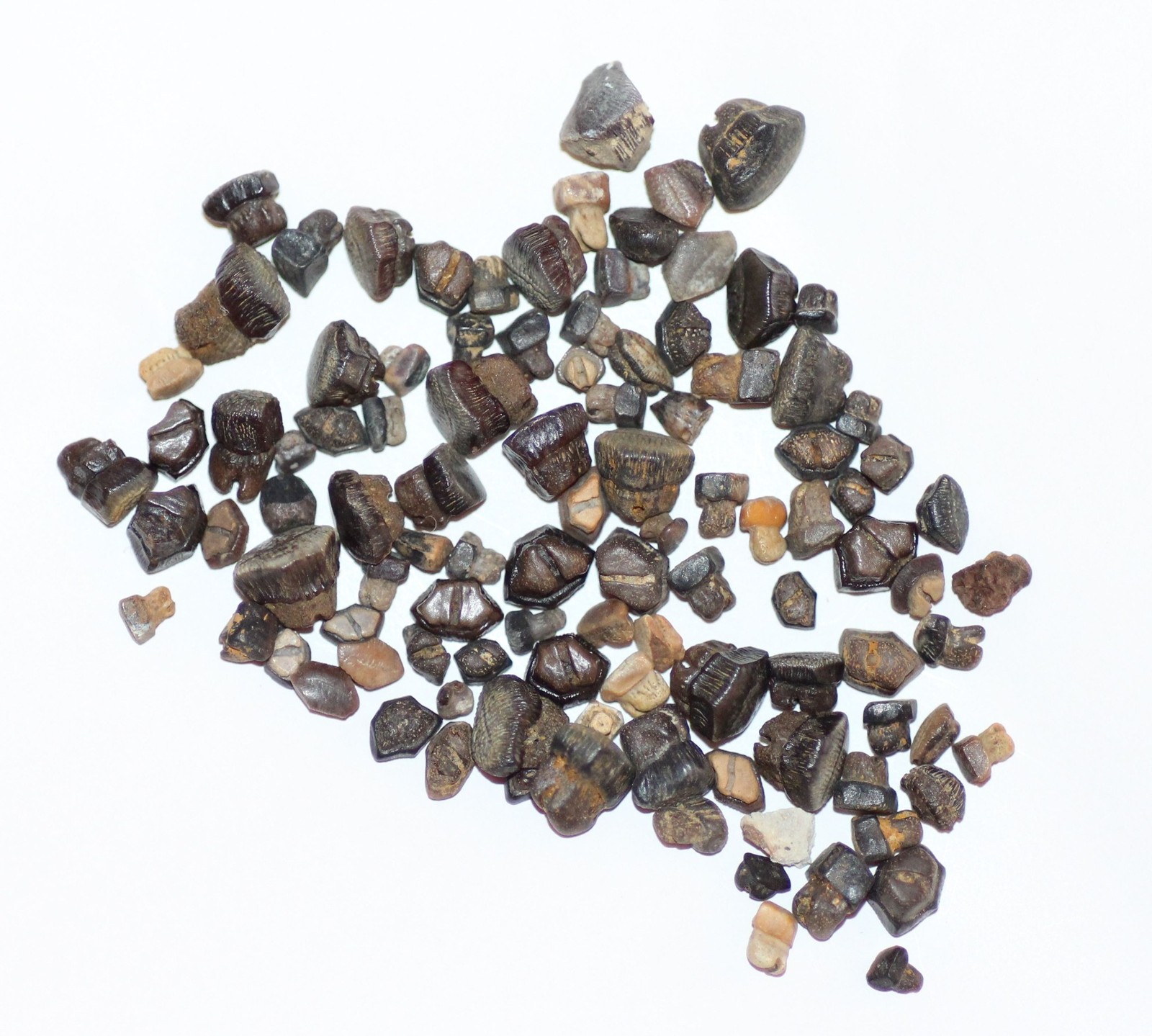 Sting Ray Tooth Lot of 100 Teeth Myledaphus - Hell Creek Formation CRETACEOUS Sting Ray Tooth Lot of 100 Teeth Myledaphus - Hell Creek Formation CRETACEOUS