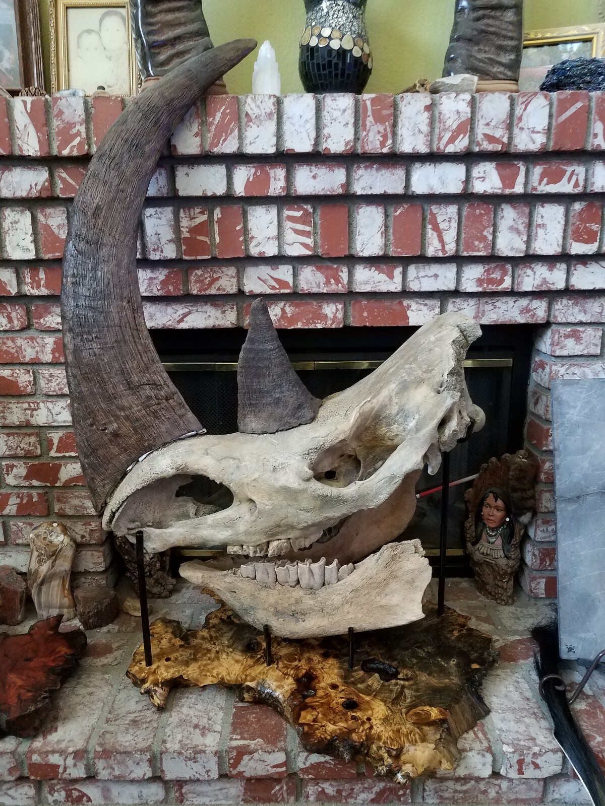 DINOSAUR FOSSIL WOOLLY RHINOCEROS SKULL w/knife marks from Neanderthal Ice Age 