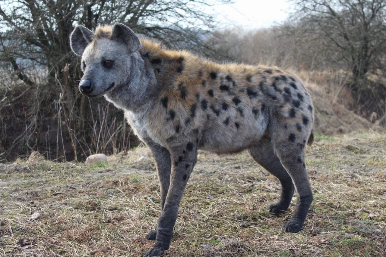 African Spotted Hyena Life Size Realistic Animal Safari Decor African Spotted Hyena Life Size Realistic Animal Safari Decor