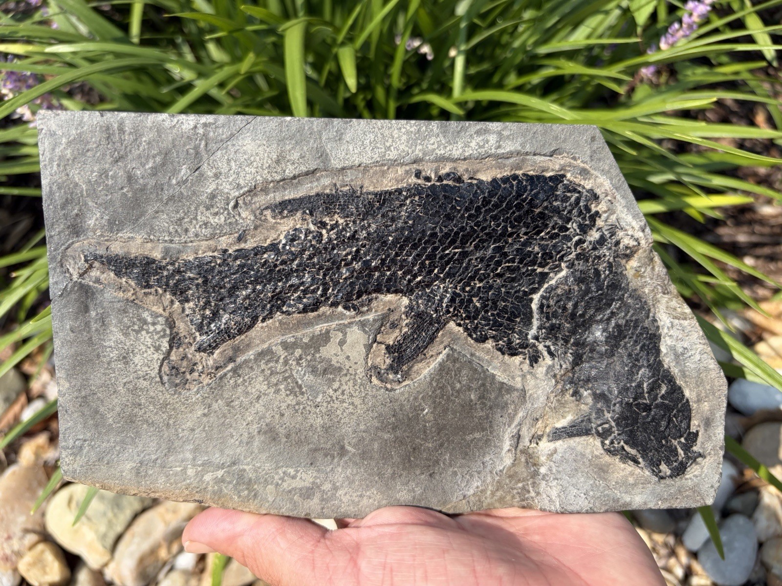 Superb One Of A Kind Jurassic Dinosaur Age Fish Fossil Redfieldius Connecticut
