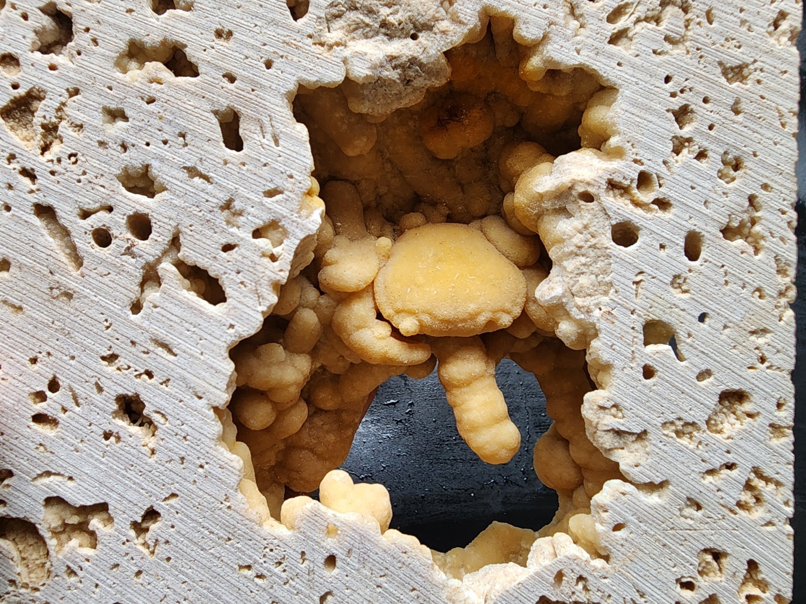 Pleistocene Crab Fossil in Travertine Matrix, Potamon sp. (1.18 Pleistocene Crab Fossil in Travertine Matrix, Potamon sp. (1.18