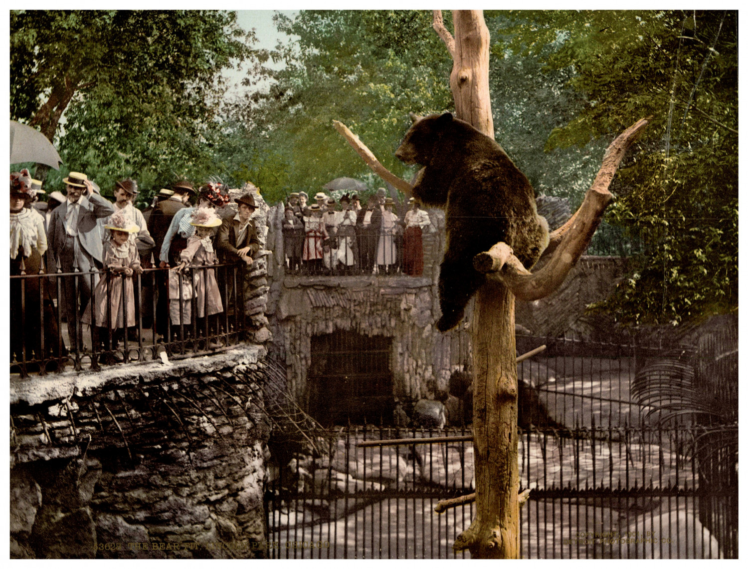 Illinois, Chicago, Lincoln Park, The Bear Pit Vintage photochrom print by Detroi