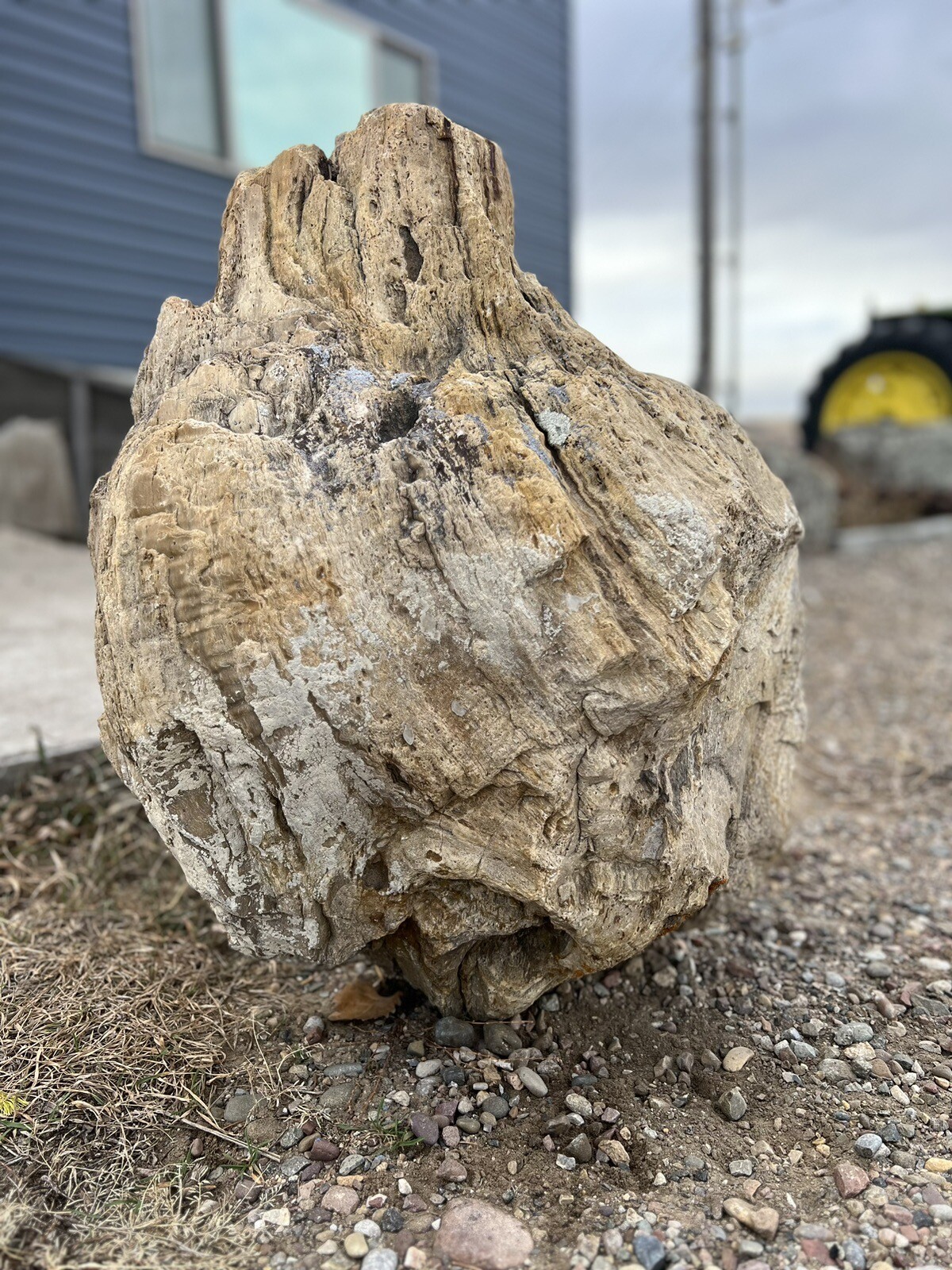 large petrified wood stump, unpolished