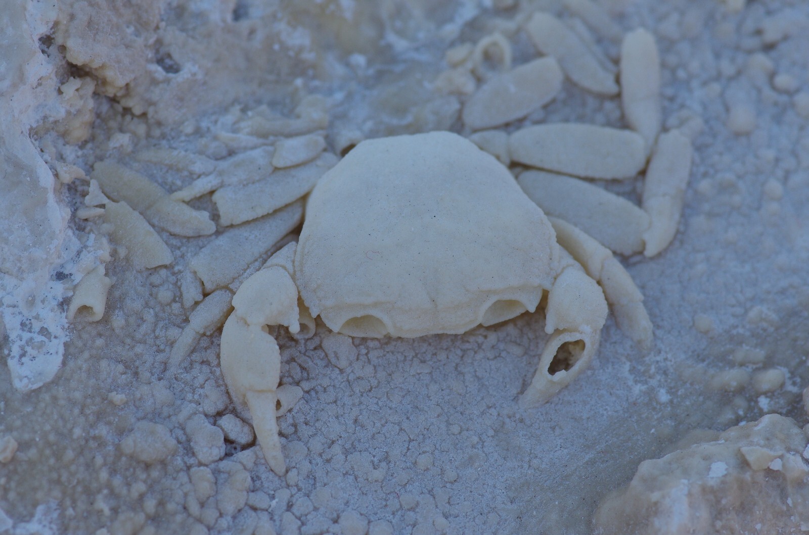 Fossil crab in travertine, Denizli Turkey, Pleistocene, Potamon sp, Authentic #2 Fossil crab in travertine, Denizli Turkey, Pleistocene, Potamon sp, Authentic #2