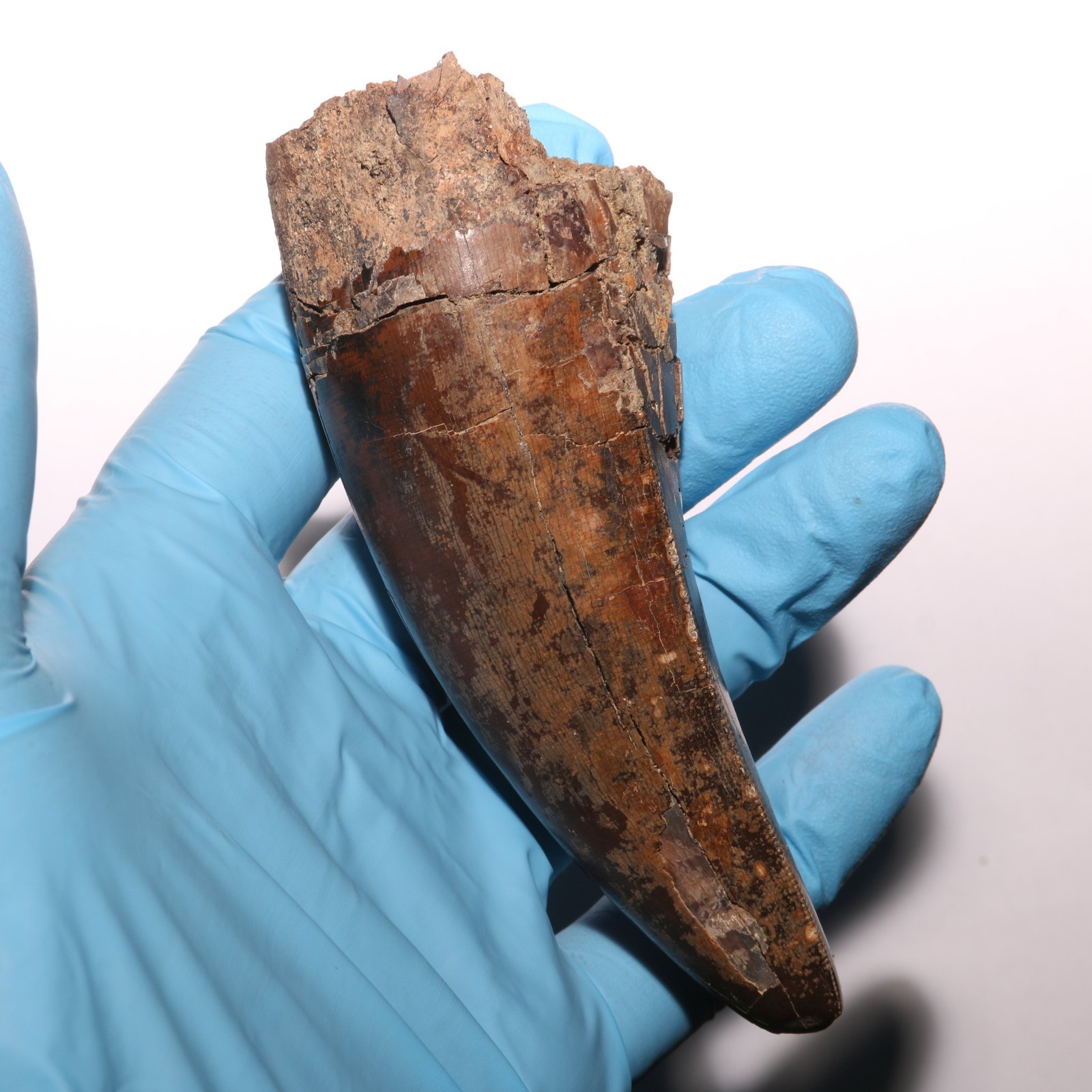 Tyrannosaurus Rex Tooth T.rex Fossil - Hell Creek Formation Museum Grade & Size