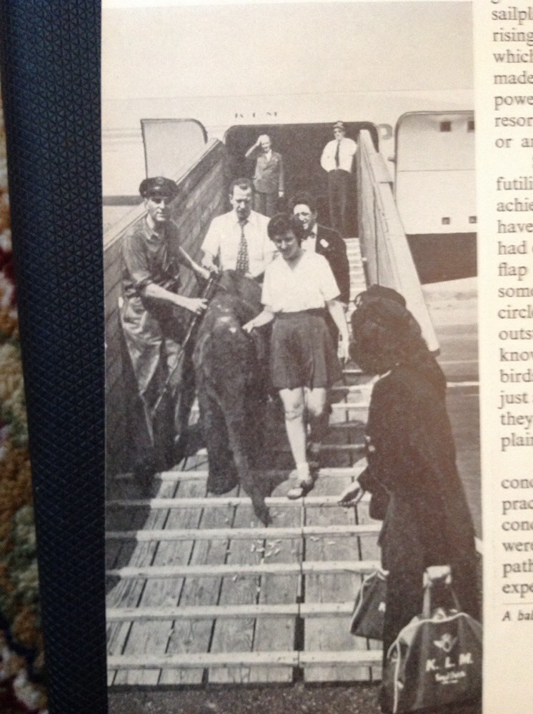 K3-8 Ephemera 1950s Picture Elephant Arrives Klm Airlines At London Airport