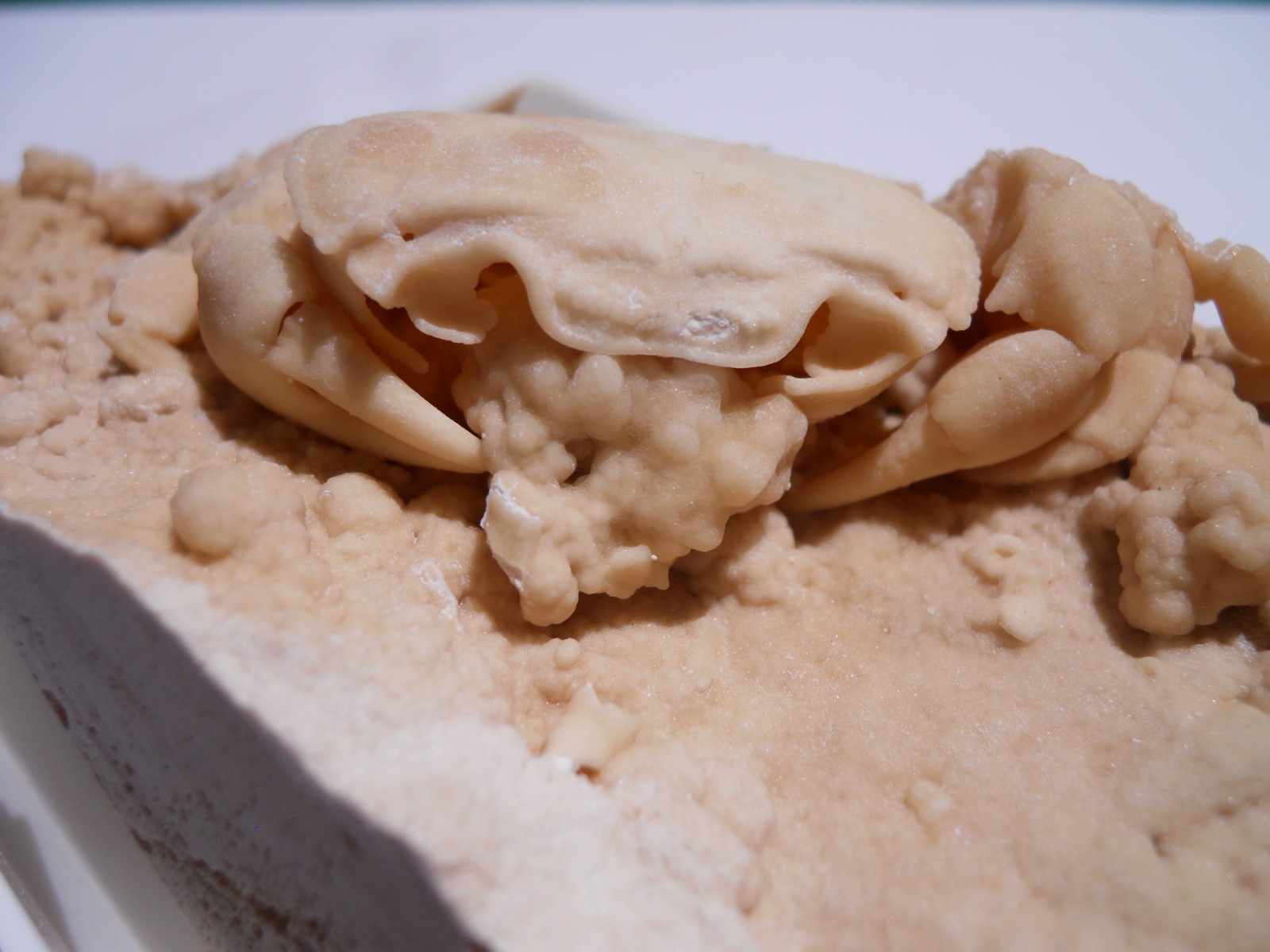 1.5 Inch Travertine replaced Crab Fossil from Turkey. Potamon, Pleistocene age 1.5 Inch Travertine replaced Crab Fossil from Turkey. Potamon, Pleistocene age