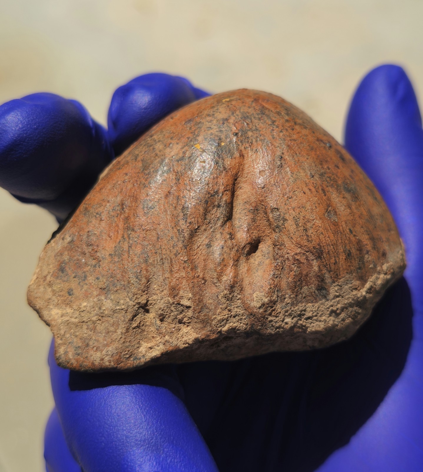 The Golden Dome 250g World-Class Oriented NWA Meteorite Morocco The Golden Dome 250g World-Class Oriented NWA Meteorite Morocco
