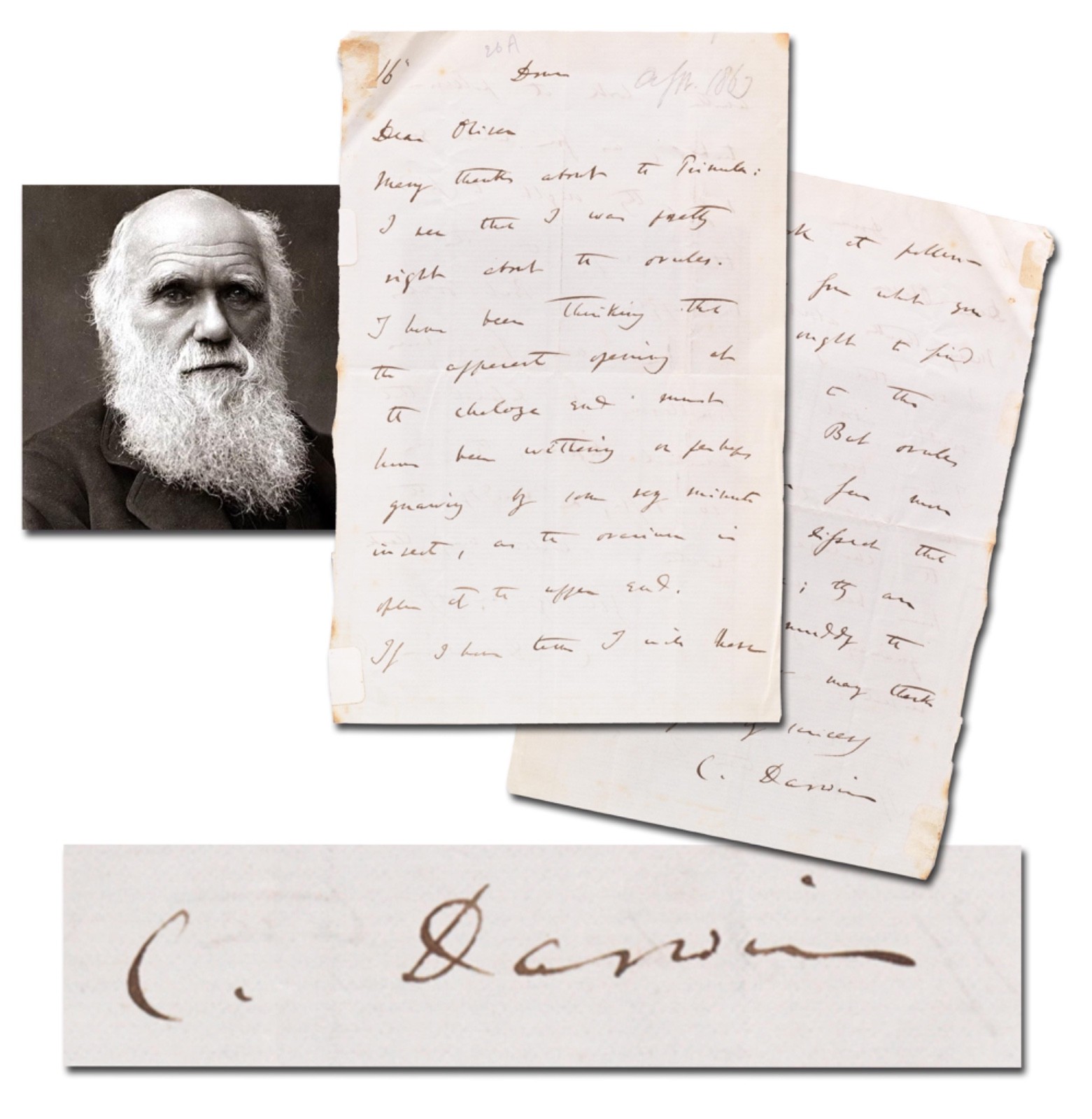 Important Charles Darwin Autograph Signed Letter to Fellow Botanist re: Primula Important Charles Darwin Autograph Signed Letter to Fellow Botanist re: Primula