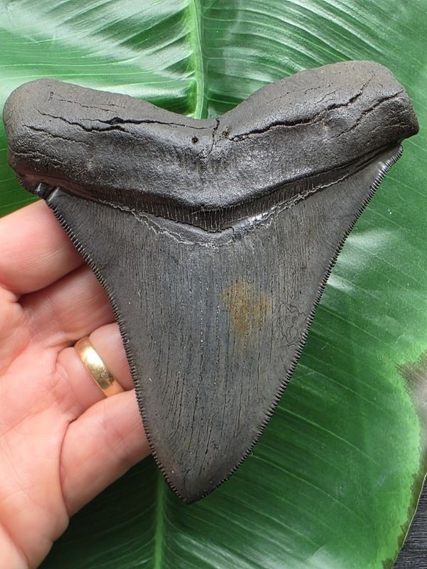 12.3cm Sharp Large Tooth of Otodus Chubutensis - Shark shark tooth fossil