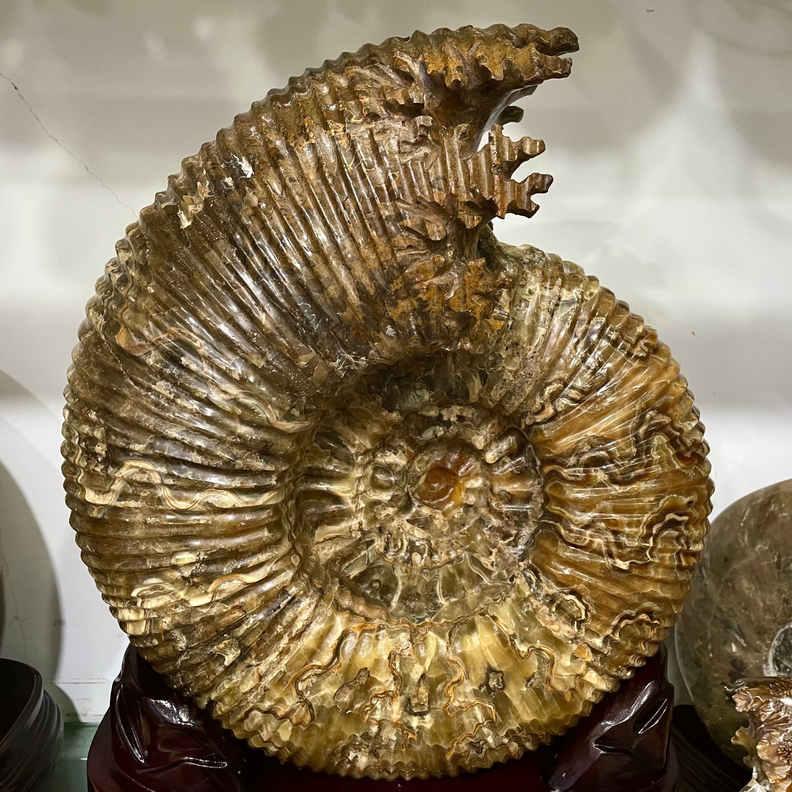 63.8LB TOP Natural ammonite fossil big conch quartz crystal mineral +stand 63.8LB TOP Natural ammonite fossil big conch quartz crystal mineral +stand