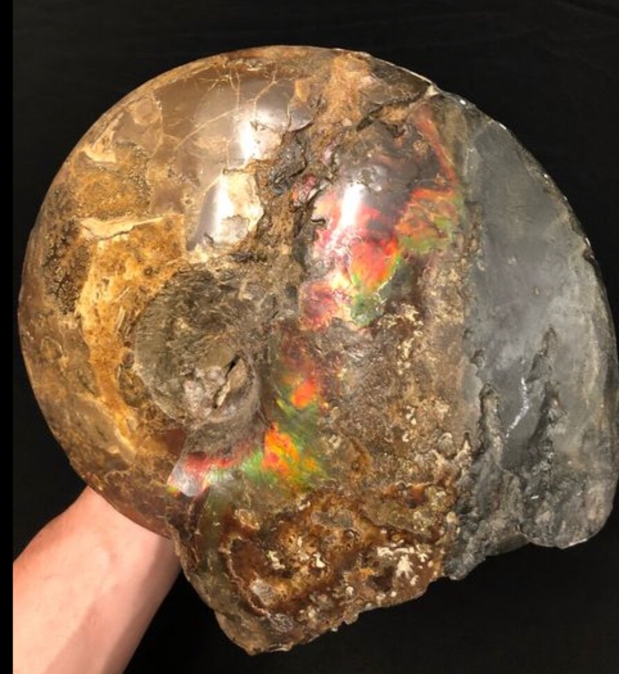 AMMOLITE OPALIZED AMMONITE FOSSIL