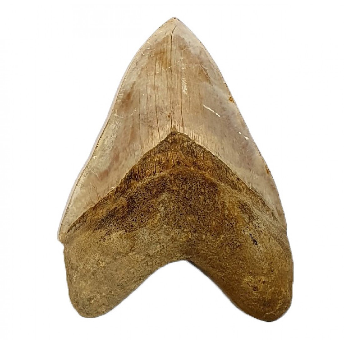 BIG fossil shark tooth Otodus megalodon Carcharodon megalodon  Megaselachus meg