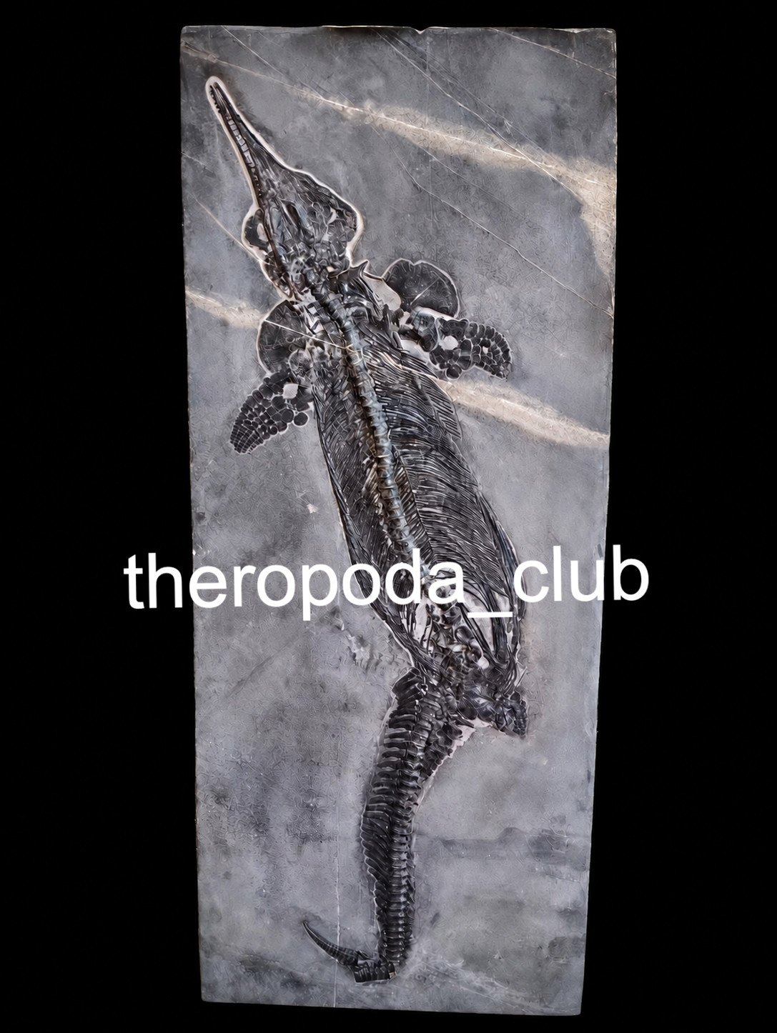 Available — 132 CM Giant Mixosaurus | Museum-Level Triassic Marine Reptile Available — 132 CM Giant Mixosaurus | Museum-Level Triassic Marine Reptile
