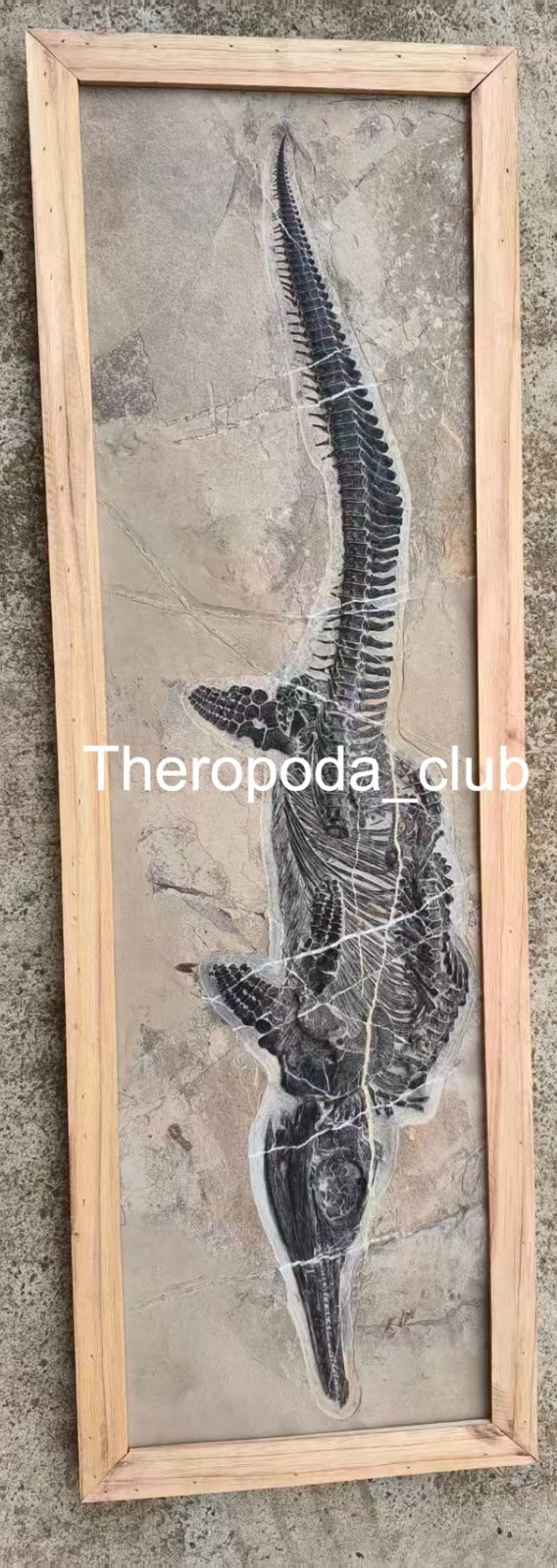 Available — 88 × 28 CM Mixosaurus | Complete Triassic Marine Reptile Available — 88 × 28 CM Mixosaurus | Complete Triassic Marine Reptile