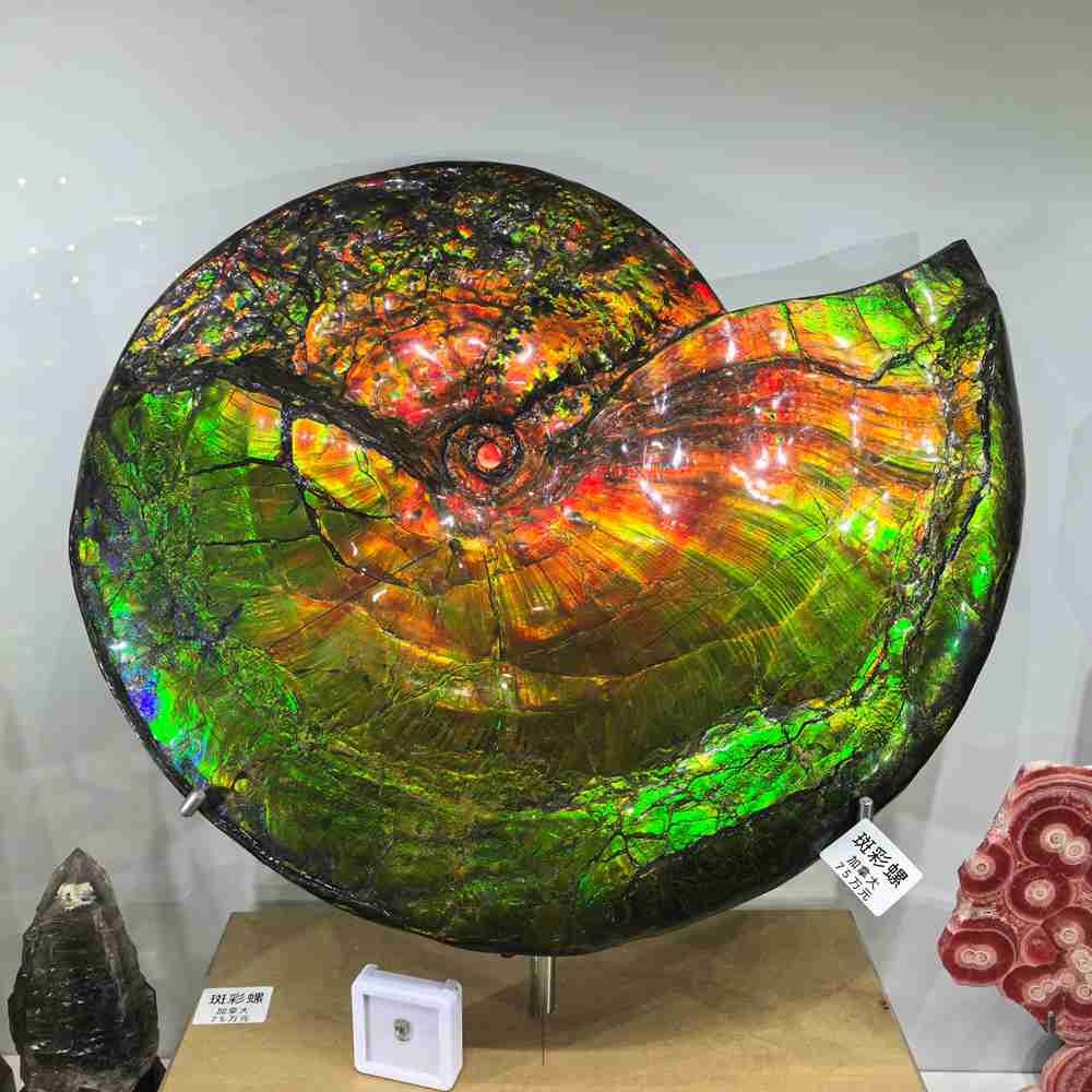 25.3LB Natural Rainbow Ammolite Fossil Quartz Crystals Mineral Canada Rough Gem 25.3LB Natural Rainbow Ammolite Fossil Quartz Crystals Mineral Canada Rough Gem