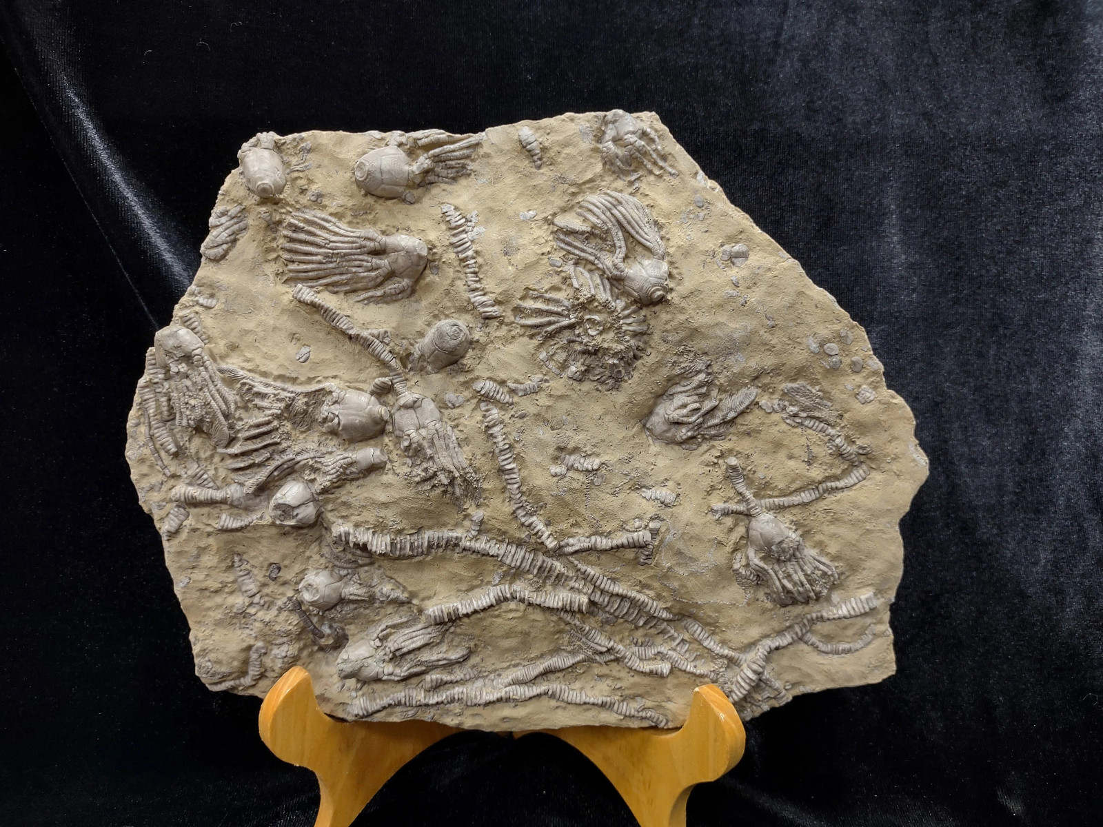 Big Lodgepole Fossil Crinoid Plate, Gallatin Co., MT Big Lodgepole Fossil Crinoid Plate, Gallatin Co., MT