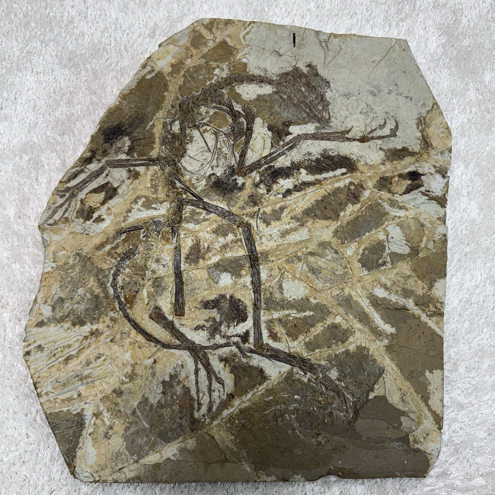 Rare and Genuine Dromaeosauridae Dinosaur Fossil - Exceptional Feather Preserve
