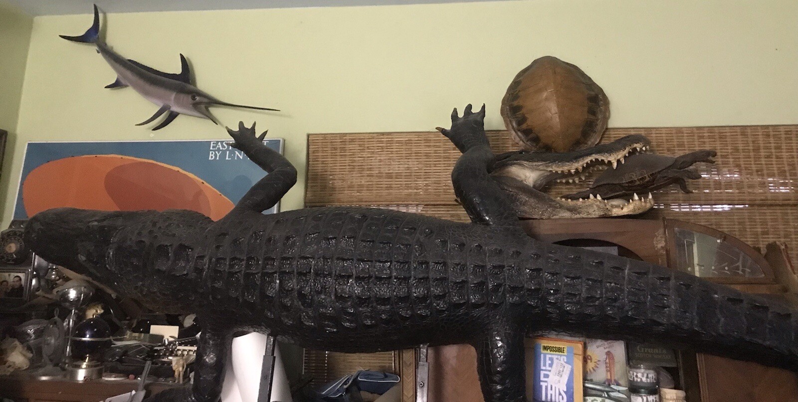 Vintage 10.2ft Long Taxidermy Full-Length Alligator REAL SKIN Teeth tagged RARE