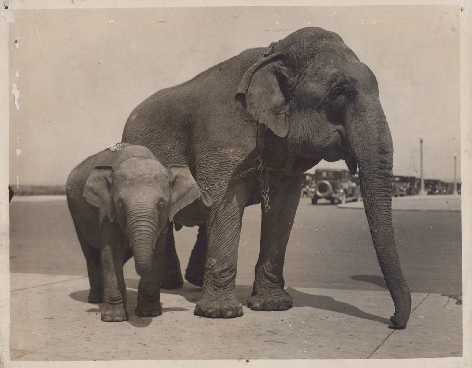 Ringling Bros RBBB Old John Elephants Chicago Circus 1930s - Original Photo Ringling Bros RBBB Old John Elephants Chicago Circus 1930s - Original Photo