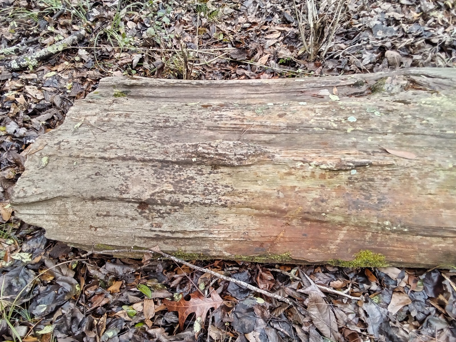 **For Sale: Stunning Petrified Wood Log 