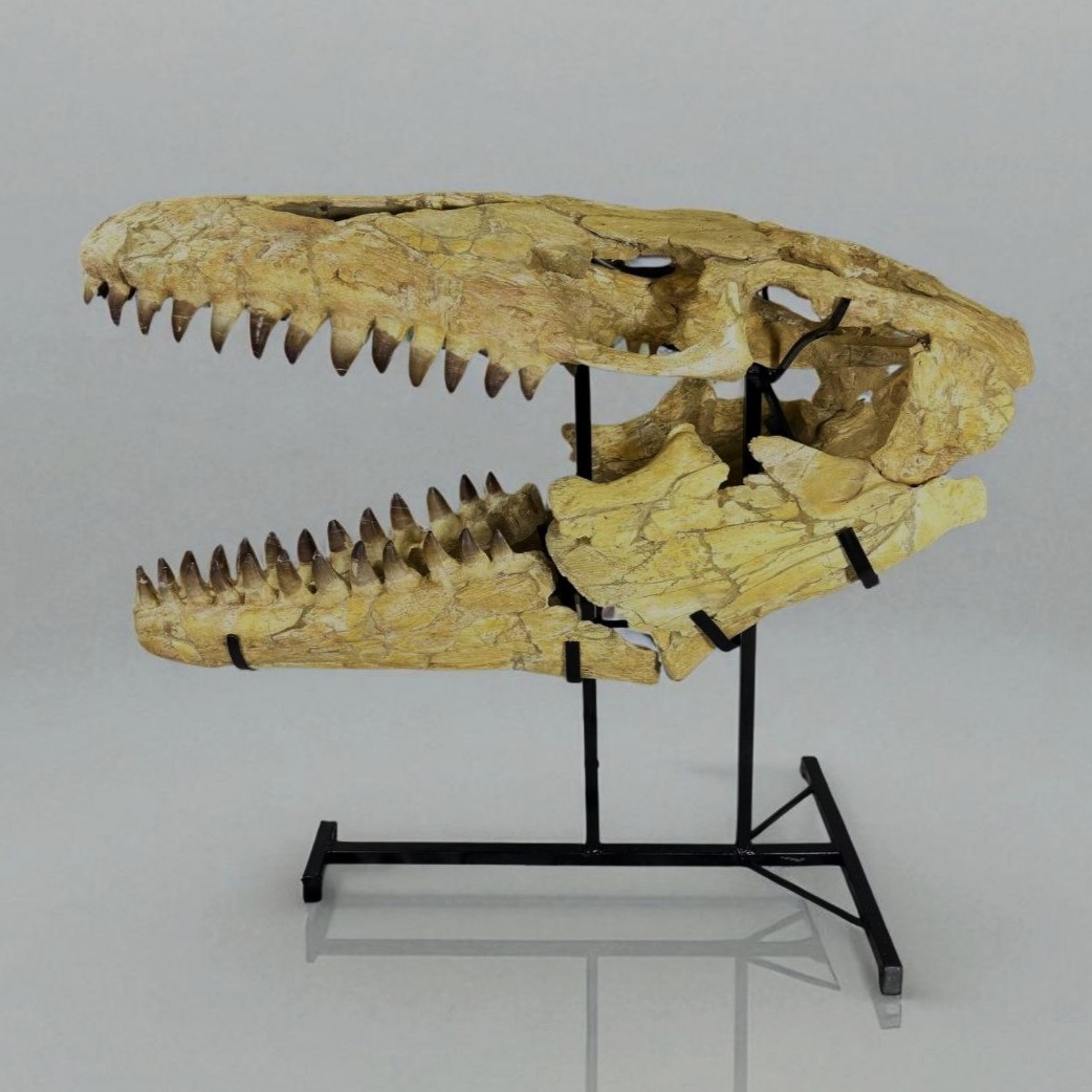 120CM Mosasaur Skull Prognathodon Museum Grade Marine Reptile Fossil Morocco