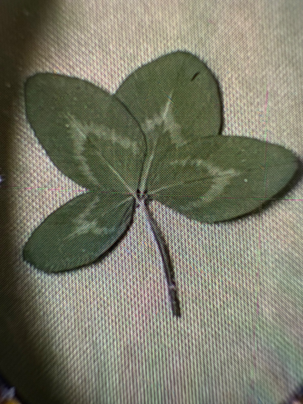 Rare, giant 4-leaf clover - expertly preserved - perfect for gift/luck collector Rare, giant 4-leaf clover - expertly preserved - perfect for gift/luck collector