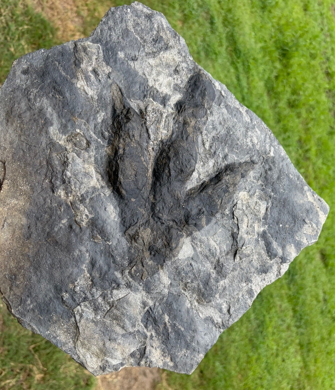 Gorgeous Jurassic Dinosaur Footprint Fossil Eubrontes Raised Track Claws Pads