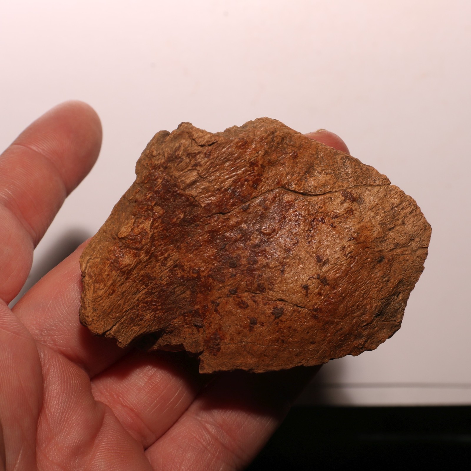 Pathological Dinosaur Ungual Triceratops Edmontosaurus - Hell Creek Formation Pathological Dinosaur Ungual Triceratops Edmontosaurus - Hell Creek Formation
