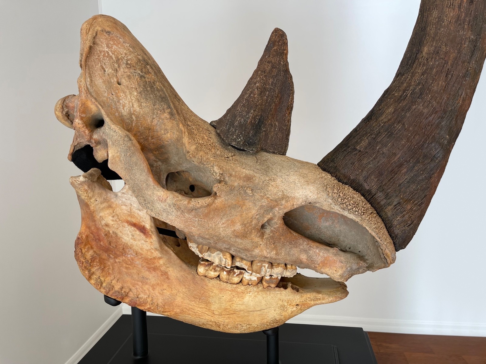 Woolly Rhino Skull (Cast Horns)