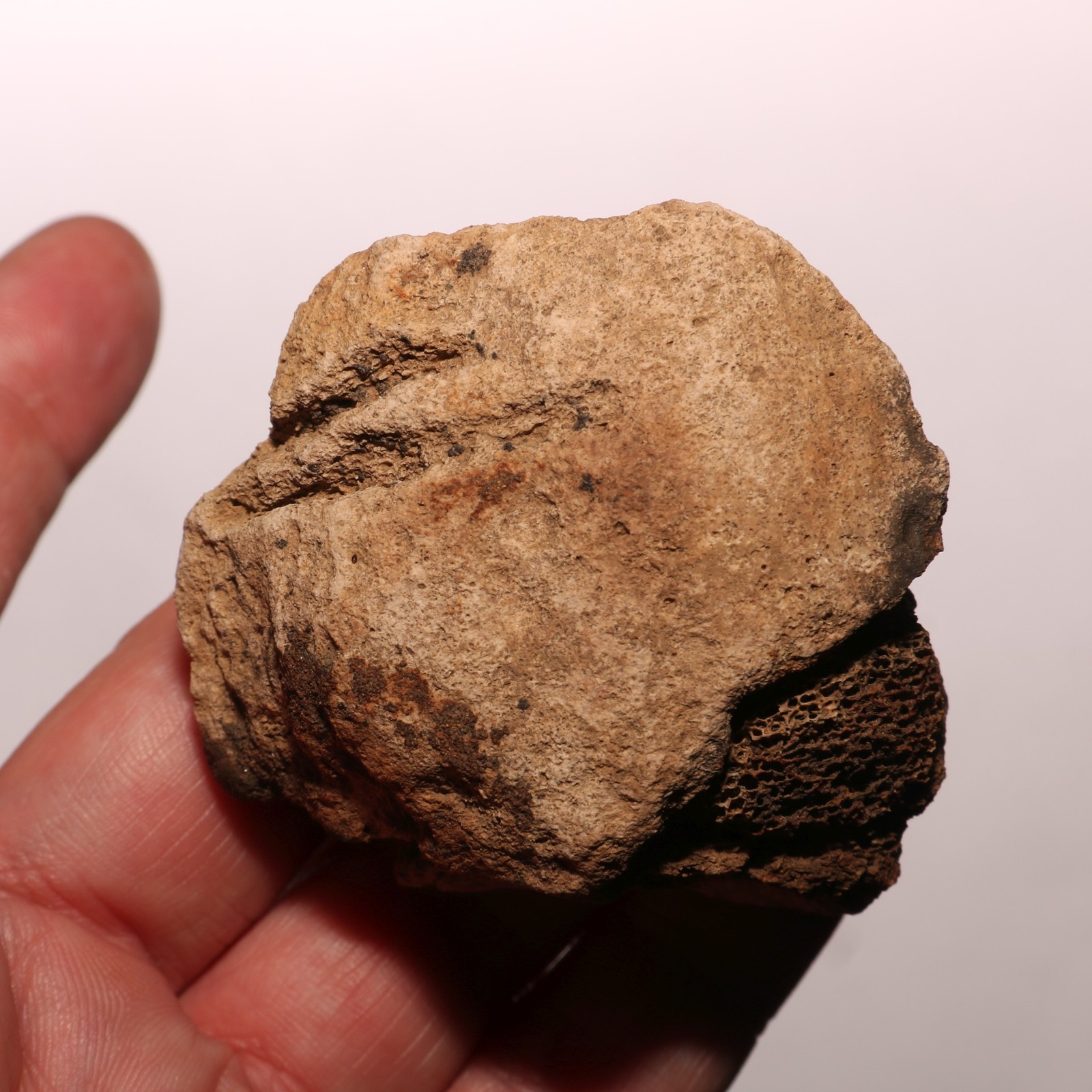 Rare Dinosaur Bone with Battle Would Pathology - Fossil - Hell Creek Formation Rare Dinosaur Bone with Battle Would Pathology - Fossil - Hell Creek Formation
