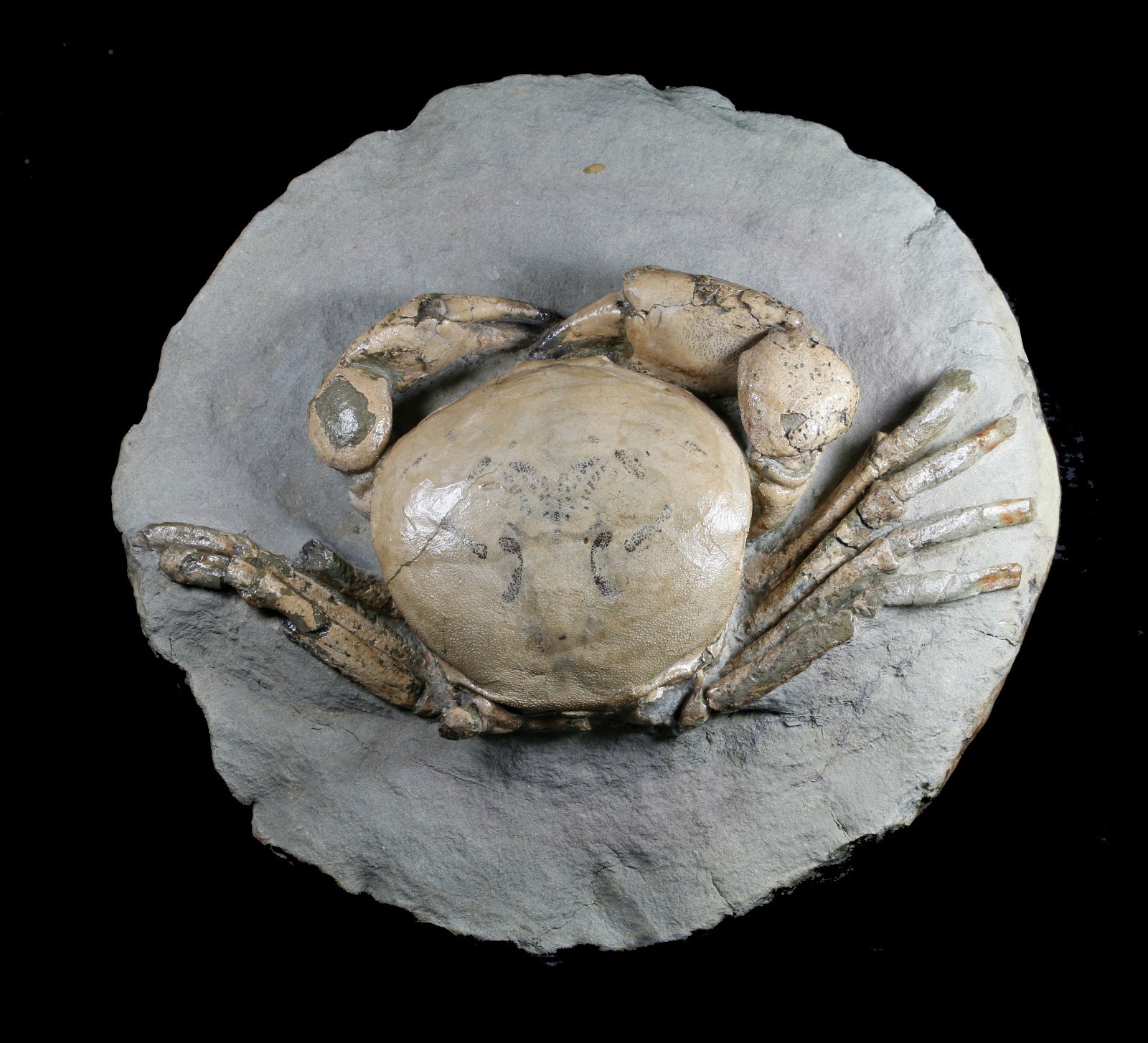 TUMIDOCARCINUS GIGANTEUS CRAB FOSSIL MIOCENE SOUTH ISLAND NEW ZEALAND TUMIDOCARCINUS GIGANTEUS CRAB FOSSIL MIOCENE SOUTH ISLAND NEW ZEALAND
