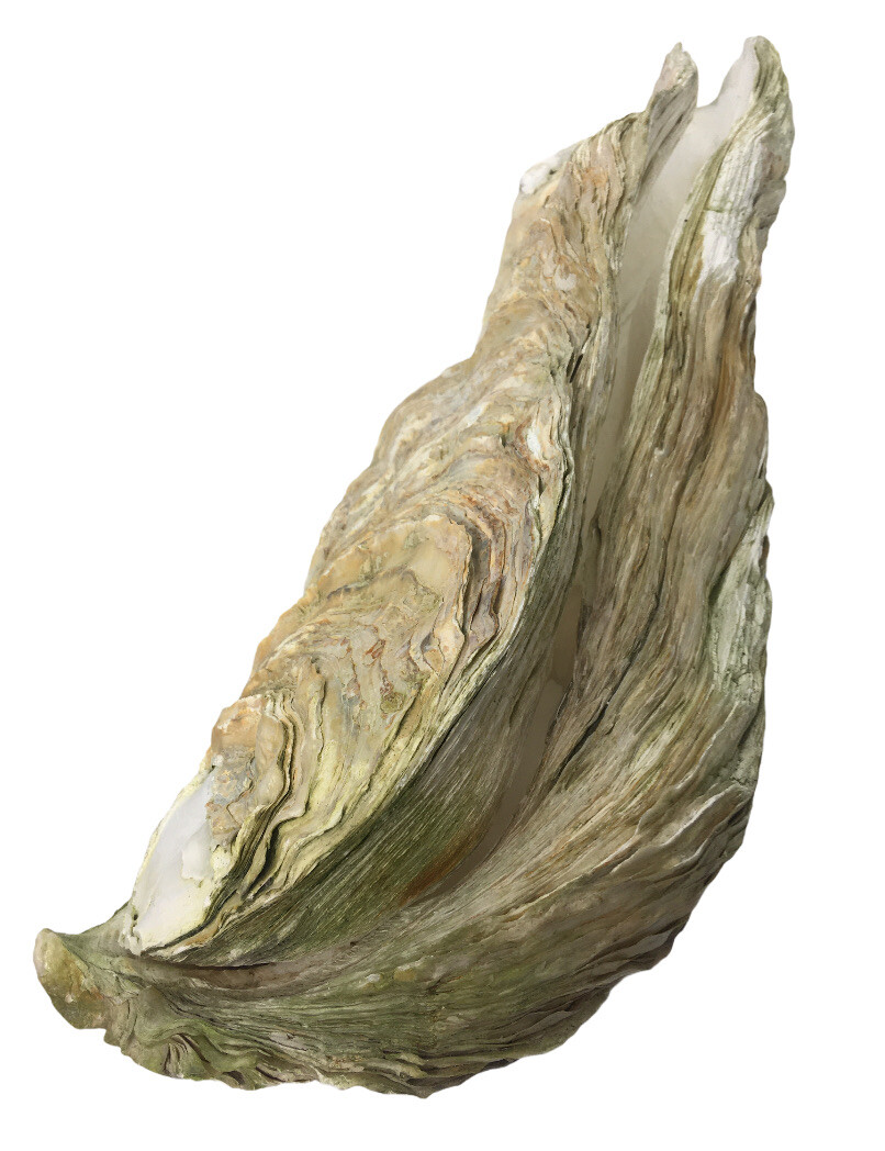 EXTREMELY RARE 14 INCH GIANT PACIFIC OYSTER SEA SHELL 50+ Year OLD (3lb 14oz) EXTREMELY RARE 14 INCH GIANT PACIFIC OYSTER SEA SHELL 50+ Year OLD (3lb 14oz)