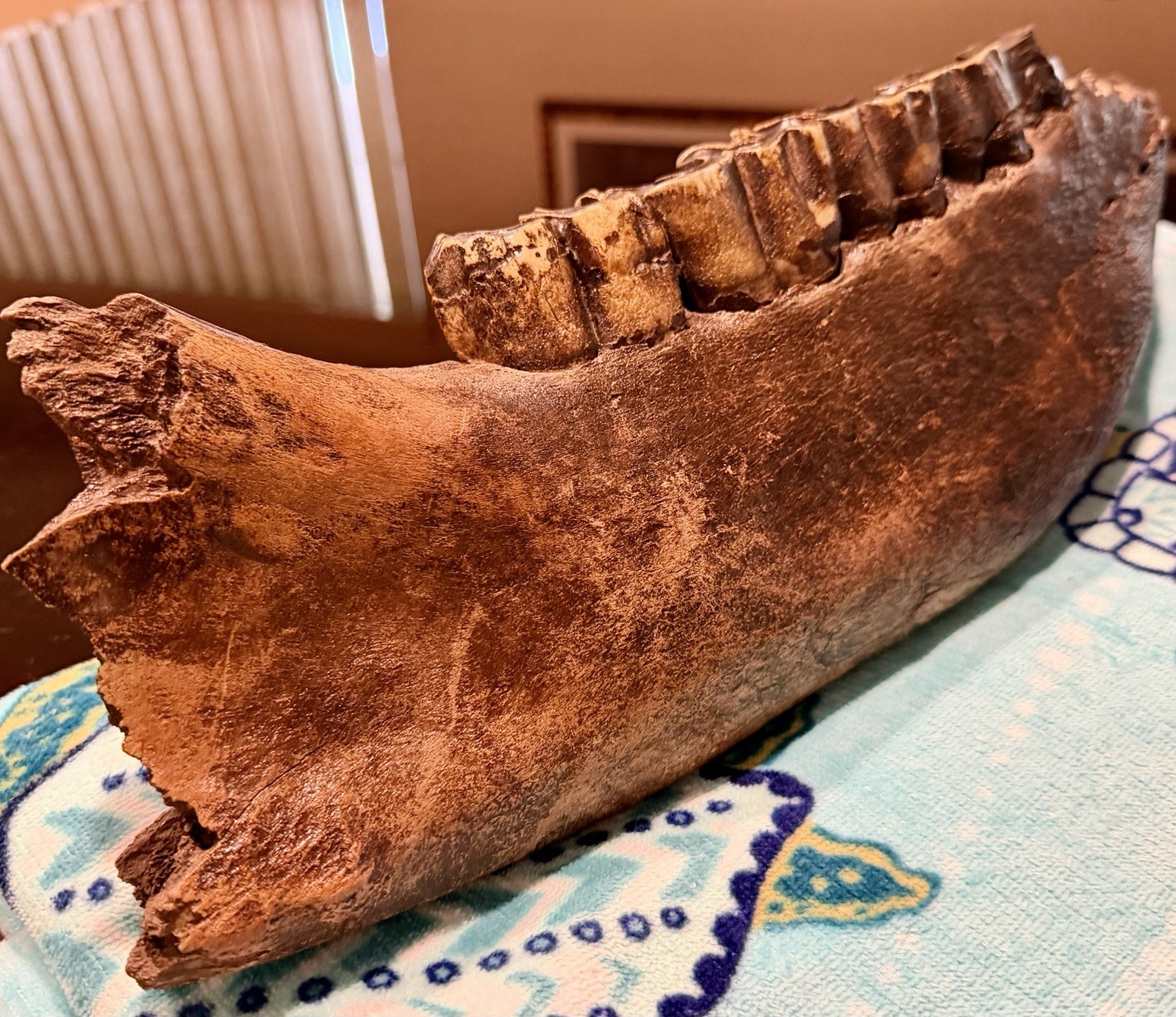 Woolly Rhino Lower Jaw Teeth Late Pleistocene Siberian Massive Museum Grade A+++ Woolly Rhino Lower Jaw Teeth Late Pleistocene Siberian Massive Museum Grade A+++