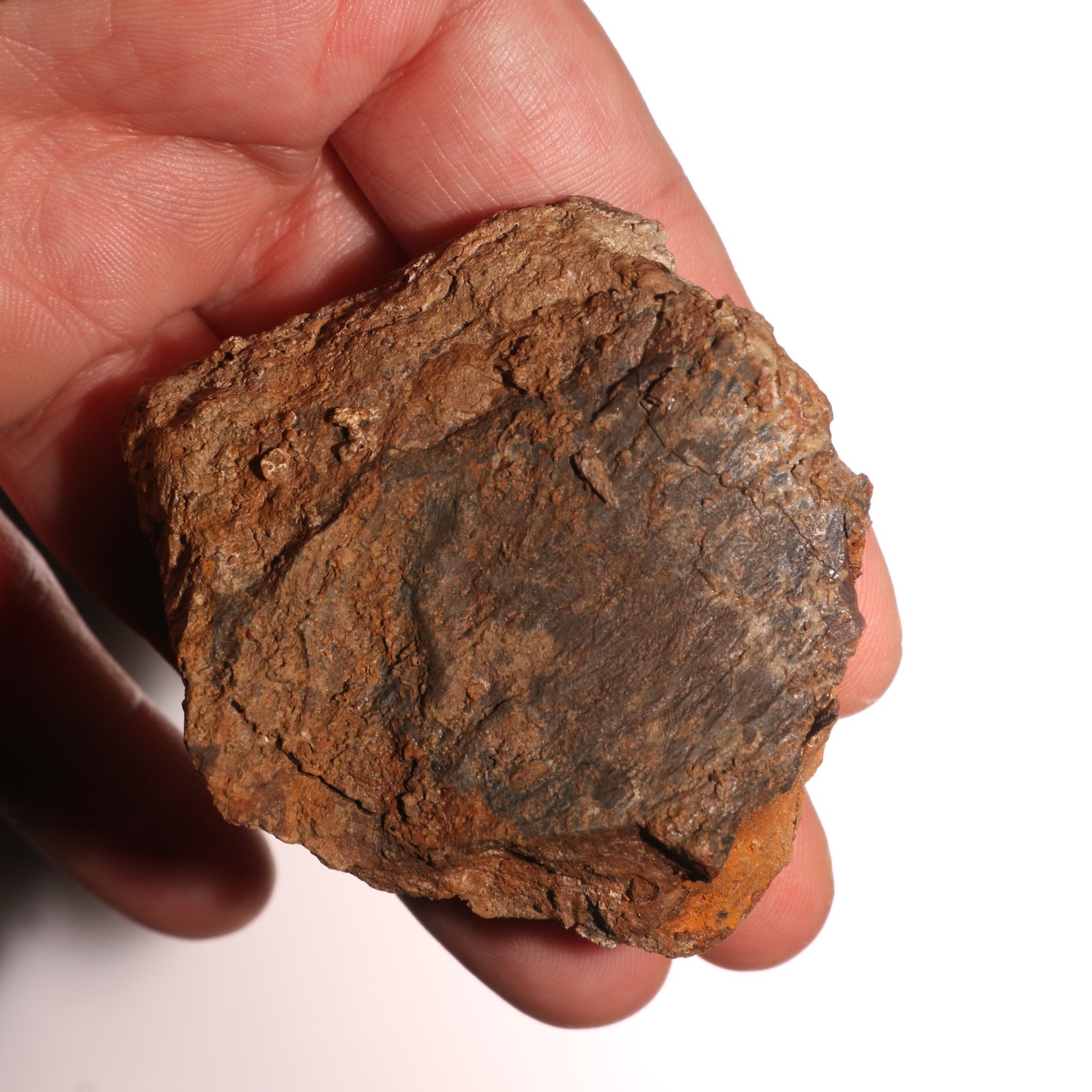 Triceratops or Edmontosaurus Ungual Dino Fossil Hell Creek Formation Cretaceous Triceratops or Edmontosaurus Ungual Dino Fossil Hell Creek Formation Cretaceous